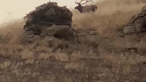 A "GIANT" Bull Elk...