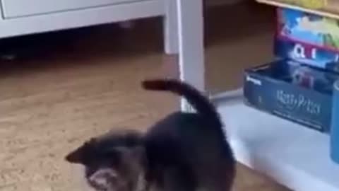 Funny cat video