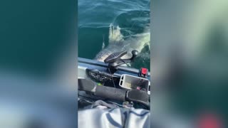 SHARK TALE: Fisherman On Tiny Kayak Hooks Massive Bull Shark