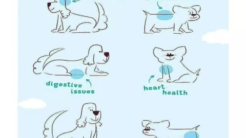 |🤫Ultimate Dog Massage Guide: Top Spots REVEALED!🐾| Canine Relaxation Tips🐶