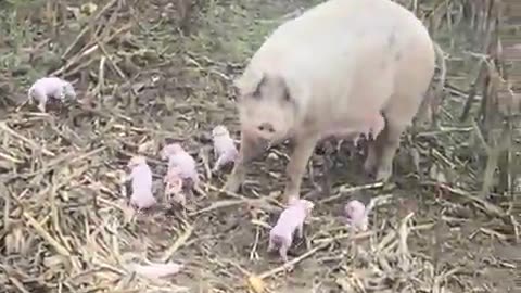 Pig With Her Piglets