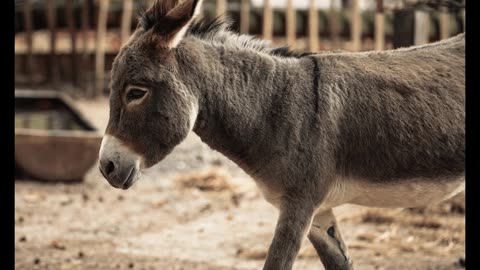 donkey ingredients Disclosure of making beauty products for women from