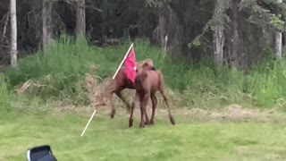 Baby Moose Play in Back Yard