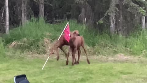 Baby Moose Play in Back Yard