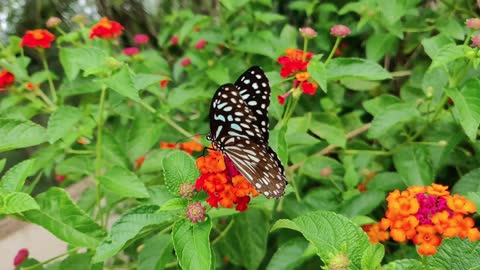 Wonderful view of the butterfly