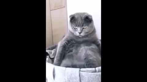 Funny Video CATS and DOGS