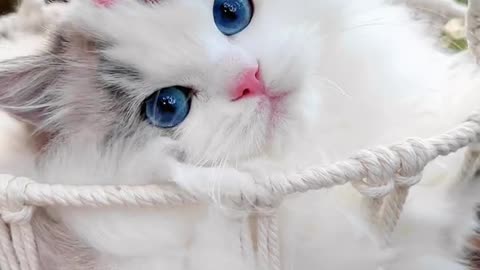 So cute cat 😍😍😍