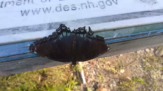 Purple Admiral Butterfly