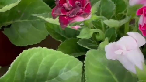 Purple-white-red tricolor chrysanthemum