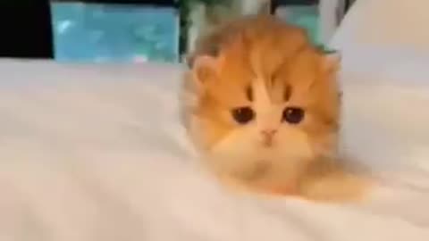 So cute cat video