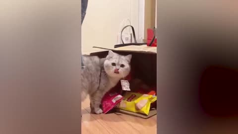 Funniest Cats And Dogs Videos 😺😍