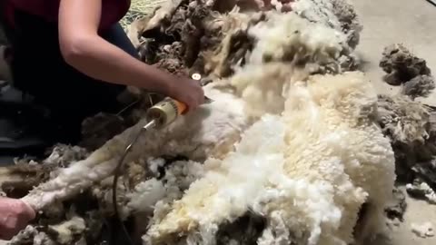Neglected sheep is rescued with 88lbs of extra wool