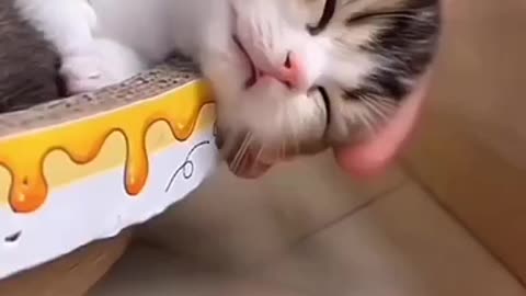 Cuteness overloaded 🐱 do watch to make your day ❤️