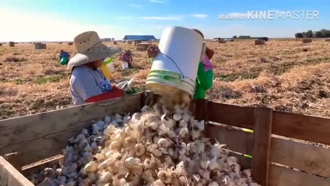 How To Deal With 287 Million Wild Rabbits Of Australian Farmers - Farming