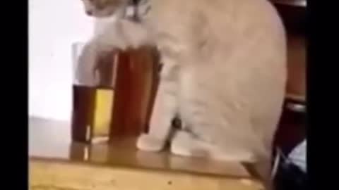 Cat Nay Sharab pee
