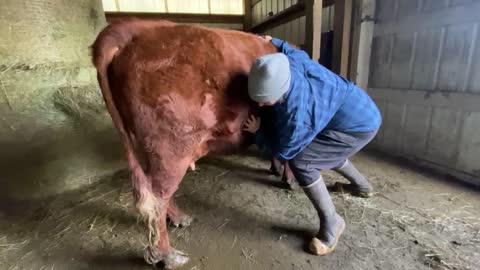 Irish Dexter Family Milk Cows: How to bump a cow.
