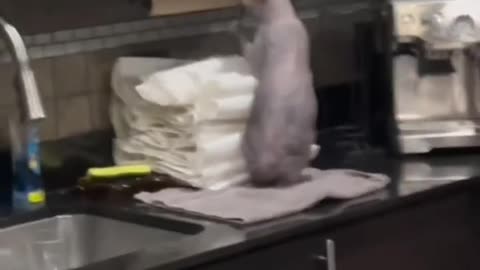cat playing tissue