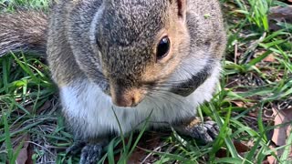 Friendly Squirrel Sits With Human Who Rescued Him