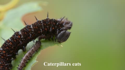 Caterpillar eats