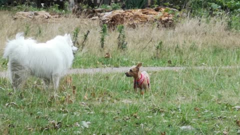 Dogs on Green Grass