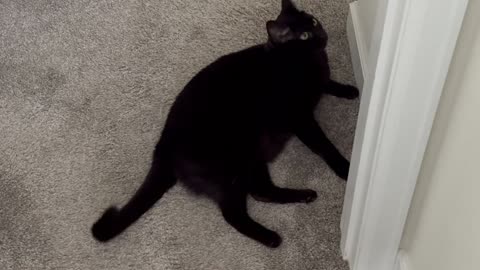 Adopting a Cat from a Shelter Vlog - Cute Precious Piper Does Her Exercise