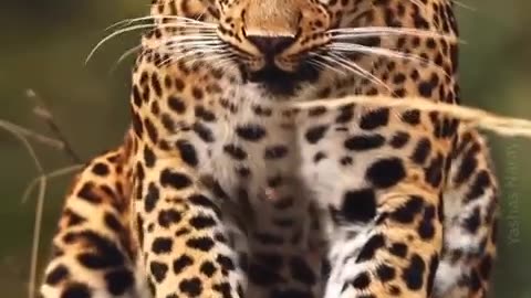 Majestic leopard closeup