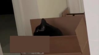 Adopting a Cat from a Shelter Vlog - Precious Piper Finds Another Empty Box #shorts