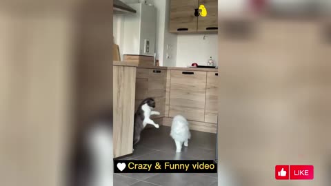 Pet Bloopers: Funny and Adorable Clips of Your Furry Companions