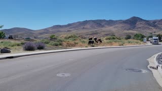 Dayton, Nevada - Wild Horses 20230828 - 2