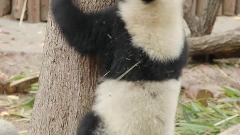 Panda Video ||Panda Funny video 2023||Panda