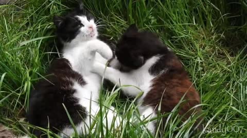 Two baby cat are madly fun like classmates