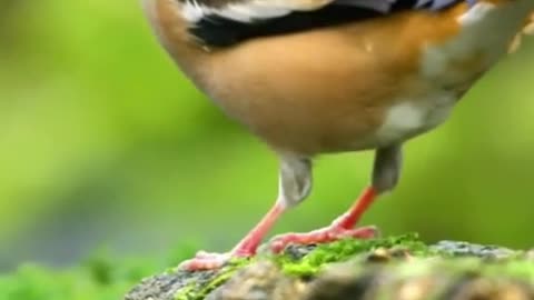 Beautiful Hawfinch. UK about 800 breeding pairs