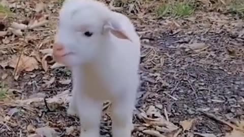 So cute and beautiful animals video