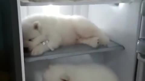 .A dog hiding in the refrigerator.