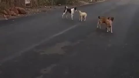 funny dogs sex