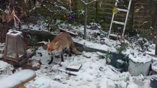 Snowy fox.