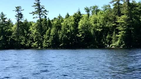 Eagle Swoops Down to Snag a Snack