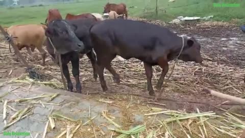 Cow funny video