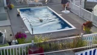 Lab climbs fence to swim in neighbors pool