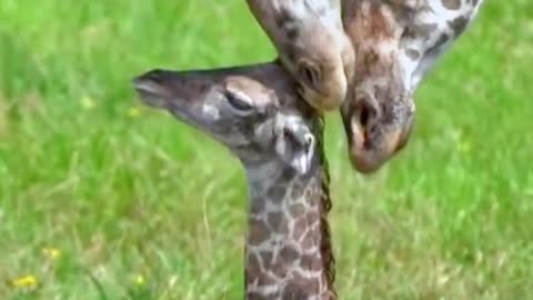 The giraffe cub just a few hours old is very cute and tries to stand up on its own