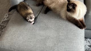 Cat Gives Chase to Toy-Stealing Ferret