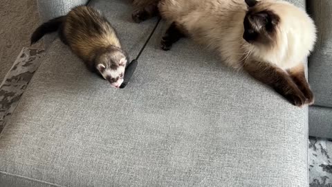 Cat Gives Chase to Toy-Stealing Ferret