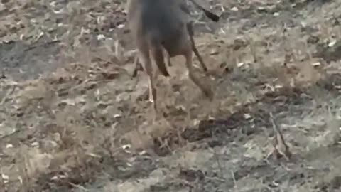 Two deers trying to get their freak on