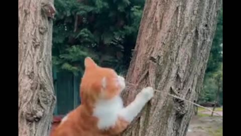 Cute climbing 🐈🐈🐈🐈🐈