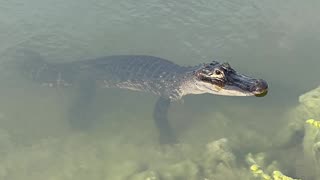 Third alligator at Lake Greer: 4-2-2024