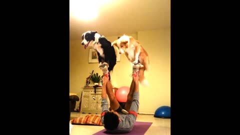 Talented Dogs Show Impressive Skills Performing Circus Tricks