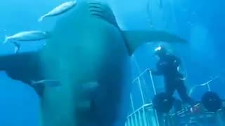 Largest great white ever recorded