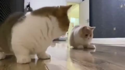 funny cat videos short #🤣