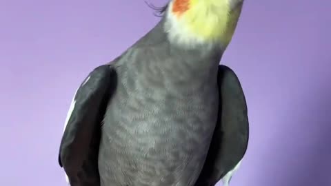 The cockatiel bird sings in a beautiful voice while standing on its owner's hand (2)