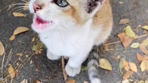 Cute little baby cat 🐈😺 want food